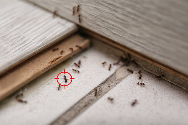 Pest Control Cost in Oakleaf Plantation, FL
