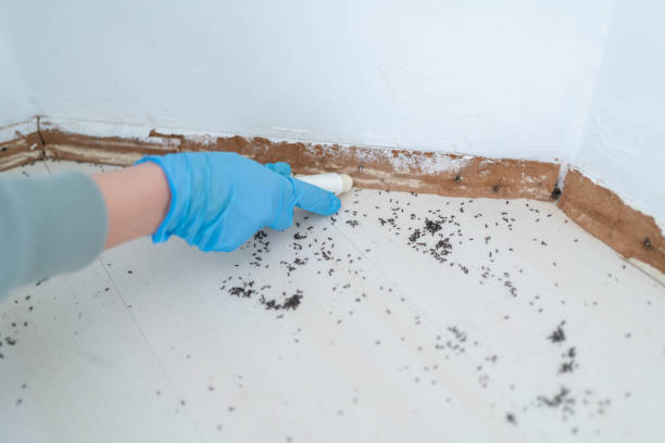 Best Wasp Removal Services  in Oakleaf Plantation, FL